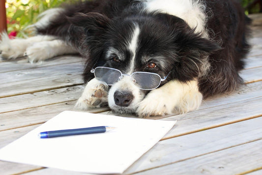 Border Collie wearing glasses, symbolizing canine intelligence and learning.