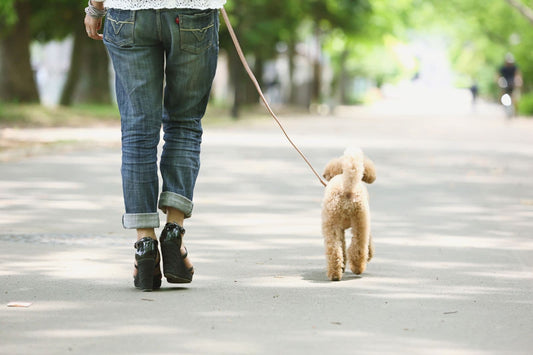 woman walking slowly her their dog, symbolizing steady healing over time during breakup recovery.