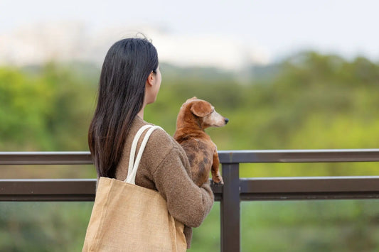 Person holding a small dog while looking out over a quiet outdoor setting
