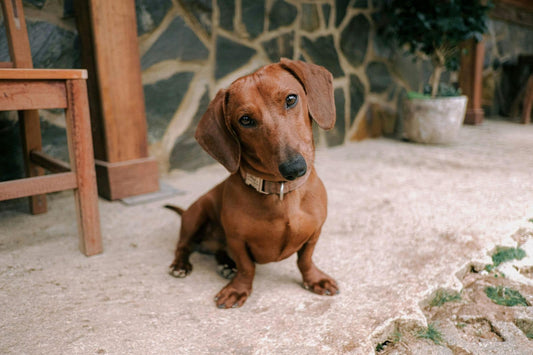 Calm puppy sitting quietly, conveying trust and presence