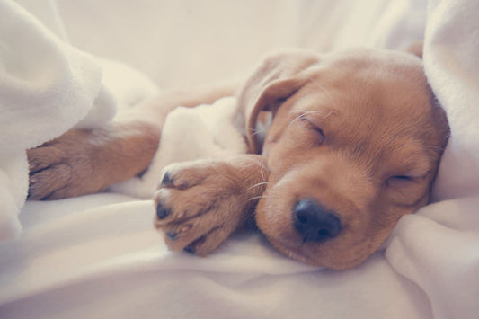 Sleeping puppy resting peacefully in soft natural light
