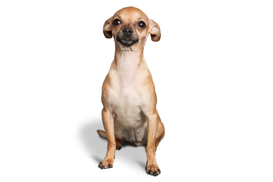 chihuahua sitting alert with confident expression