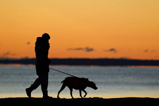 Silhouette of a person walking a dog along the shoreline at sunset