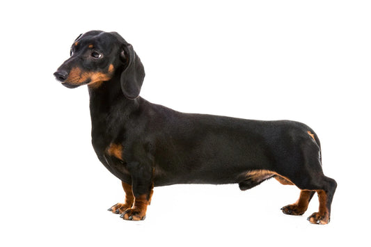 Dachshund: Temperament, Personality & Care Guide