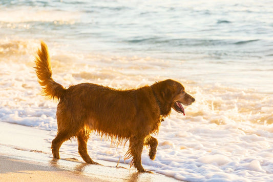San Diego January city guide featuring dog-friendly activities and Puppy Yoga Club