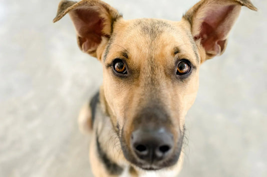 dog staring at owner direct eye contact
