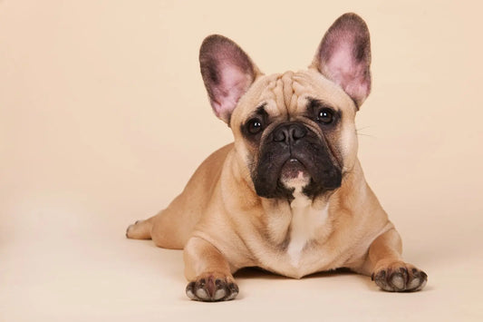 French Bulldog portrait with bat ears facing forward