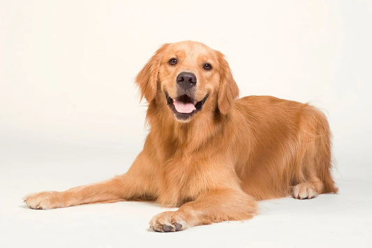 golden retriever lying down smiling friendly expression