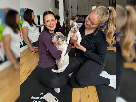 Members enjoying a Puppy Yoga Club wellness class with French bulldog puppies