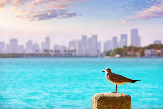 Miami waterfront skyline in March with turquoise water and city skyline