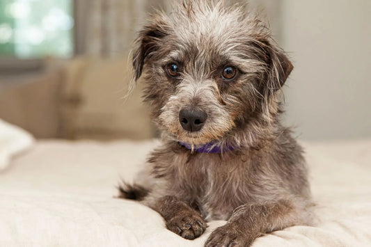 A scruffy mixed-breed dog lying on a bed and looking directly at the camera.