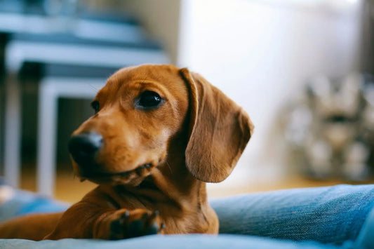 Puppy resting calmly in a quiet indoor environment during National Dog Training Month