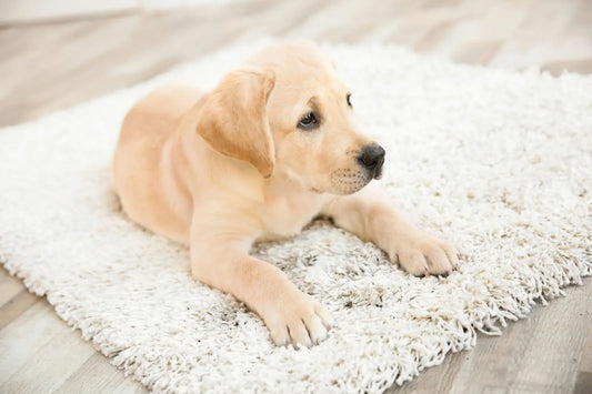 Puppy resting calmly on a rug in a quiet indoor space during National Dog Training Month