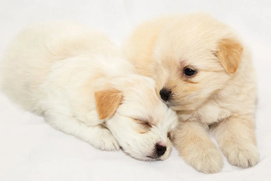 Two adorable puppies cuddling together, showing early bonding, comfort, and gentle social connection on National Puppy Day