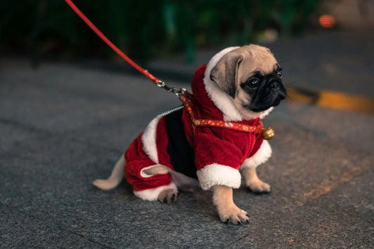Dog in a Santa suit being walked outdoors in Boca Raton during December.