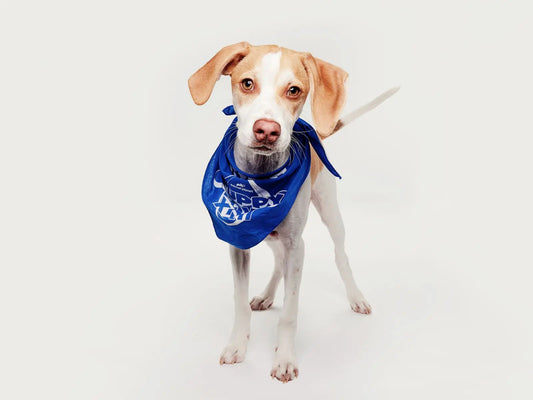 Josh Howlin’, a Team Fluff puppy from Buddy’s Second Chance Rescue in New York, featured in Puppy Bowl XXII