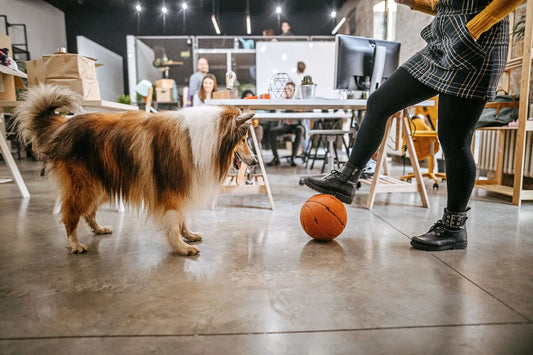Dog in an office setting supporting team building and connection for remote and hybrid teams