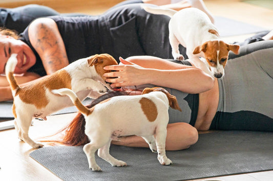 A  bachelorette party enjoys Jack Russell puppies climbing over them during a Puppy Yoga Club bachelorette yoga session.