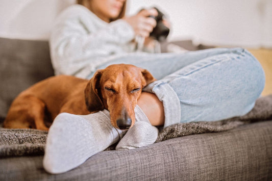 Puppy yoga benefits include nervous system calm as a dog rests peacefully on a participant’s legs