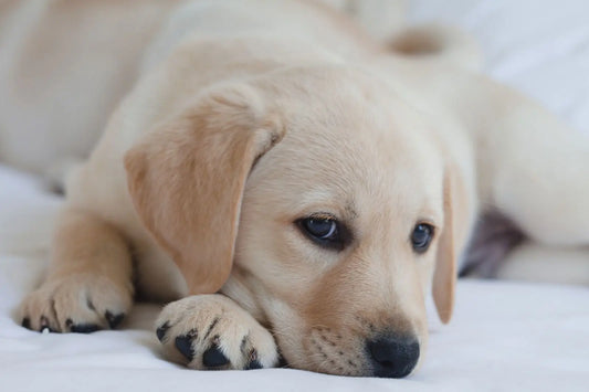 Calm puppy resting on a yoga mat during a puppy yoga birthday celebration