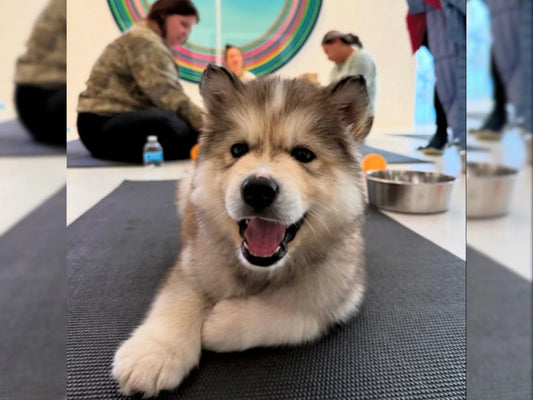 Puppy resting on yoga mat during supervised Puppy Yoga Club class with water bowl nearby