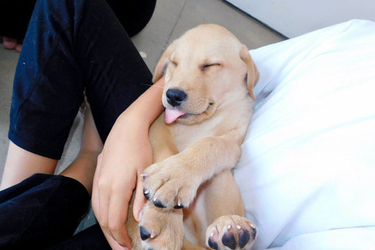 Adoptable puppy sleeping peacefully in someone’s arms during a Puppy Yoga Club session.