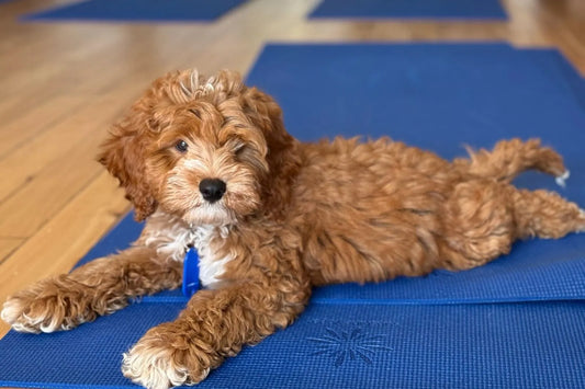 Adoptable Cavapoo puppy lying on a blue yoga mat during a Puppy Yoga Club class.