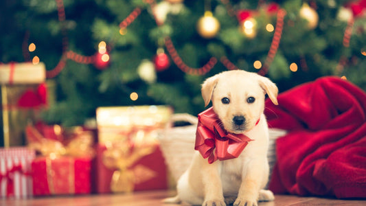 A puppy sitting near a Christmas tree, representing a holiday message from the Puppy Yoga Club Team and community.