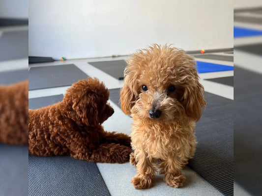 Two puppies resting calmly on yoga mats in a structured class setting, reflecting Puppy Yoga Club standards for comfort, space, and care.