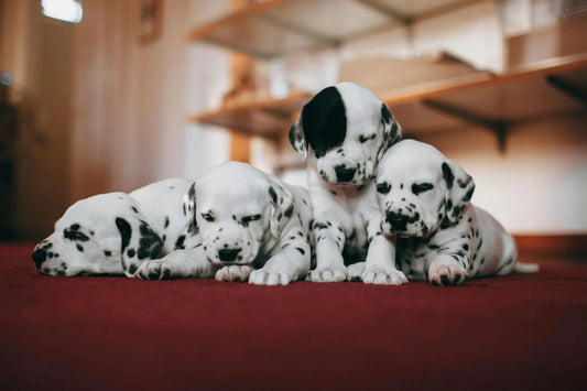Dalmatian puppies resting together on a patterned carpet in a natural indoor setting