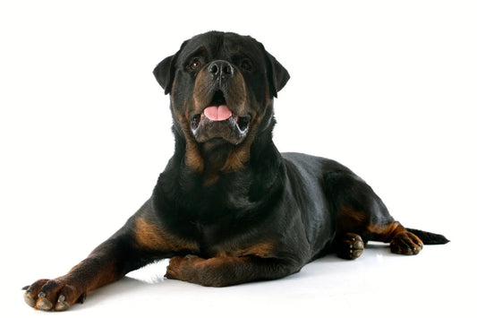rottweiler lying down calm confident expression