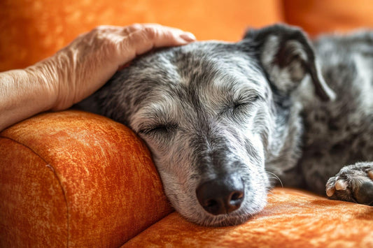 Calm dog being comforted, illustrating common things dogs hate like stress and overwhelm
