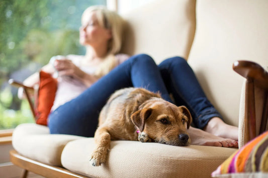 Calm dog resting beside owner at home, illustrating things you should do for your dog every day to build trust and connection.