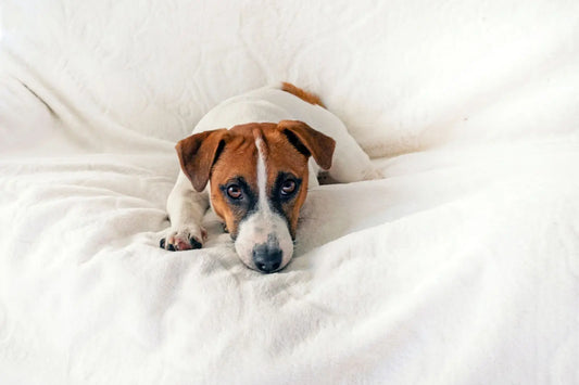 Puppy resting calmly with eyes open in a quiet indoor environment during National Dog Training Month