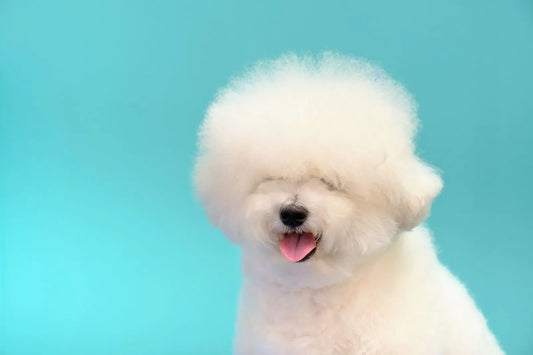Bichon Frise with curly white coat, example of a low-shedding dog breed.