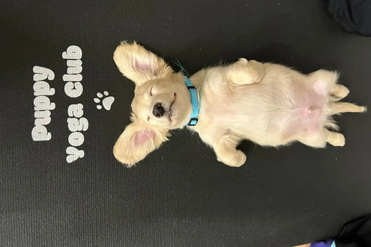 Small puppy sleeping comfortably on a yoga mat during a puppy yoga class